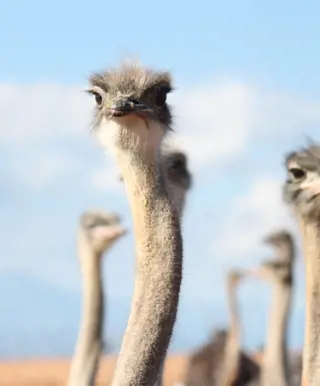 Oudtshoorn